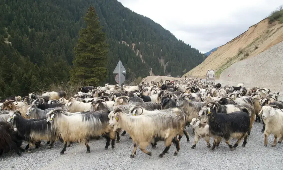 The construction of the Sibiu-Făgăraș highway is starting.